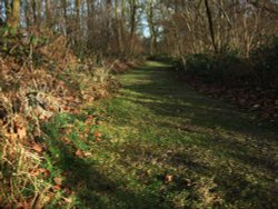 Hill Holt Wood Wallpaper