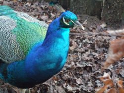 Peacock at Hill Holt Woods Wallpaper