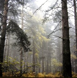 Sherwood near Thoresby