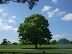 The grounds, Calke Abbey Wallpaper