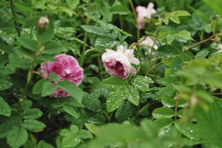 Roses: Hidcote Manor Garden Wallpaper
