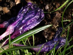 Spent Crocuses, Steeple Claydon, Bucks Wallpaper