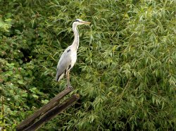 Posing Heron, Grand Union Canal, Grove, Bucks. Wallpaper