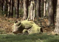 Sherwood near Edwinstowe Wallpaper