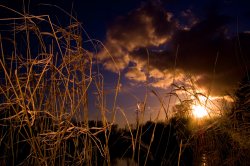 Dead reeds Wallpaper