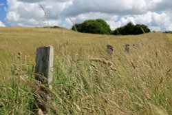 Summer in Snowshill...Don't fence me in! Wallpaper