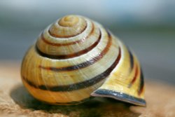 Summer in Snowshill....a more leisurely visitor to the lavender fields Wallpaper