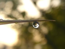 Silver dew drop