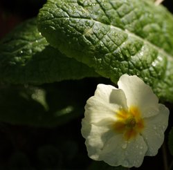 Primrose in sunlight with raindrops, Steeple Claydon, Bucks Wallpaper