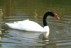 Black-necked Swan Wallpaper