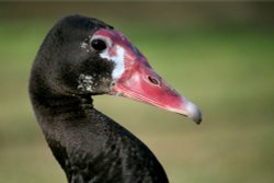 Black Spur-winged Goose Wallpaper