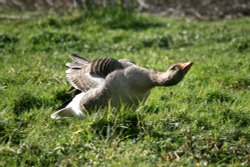Greylag Wallpaper
