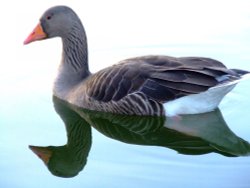 Greylag goose....anser anser