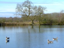 Eastrington pond