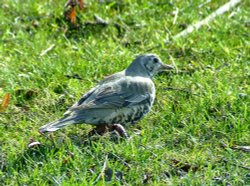 Mistle thrush....turdus viscivorus Wallpaper