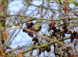 Siskin....carduelis spinus, feeding in the alder tree....alnus glutinosa