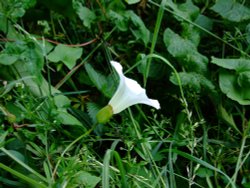 Growing wild