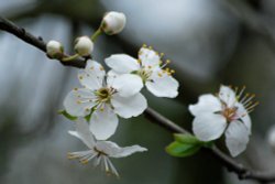 First blossom of spring in my garden
