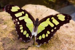 Butterfly on a Rock Wallpaper