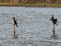 Cormorants on the Flash Wallpaper