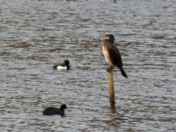 Cormorant, Tufted Duck and Coot Wallpaper