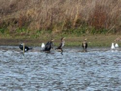 Cormorants and Black Headed Gulls in winter plumage Wallpaper