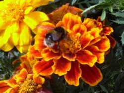 Bee on French Marigold Wallpaper