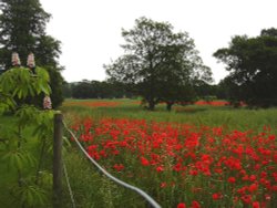 Poppy fields Wallpaper