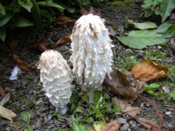 Immature Shaggy Ink Cap Wallpaper