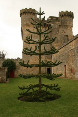 Belsay Castle