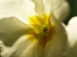 Primrose close-up, Steeple Claydon, Bucks Wallpaper
