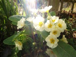 Primroses in bright sunlight, Steeple Claydon, Bucks Wallpaper