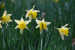 Host of golden daffodils Wallpaper