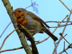 Hen-pecked robin....erithacus rubecula