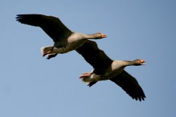 Greylag Geese Wallpaper