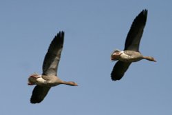 Greylag Geese Wallpaper