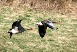 Greylag Geese Wallpaper
