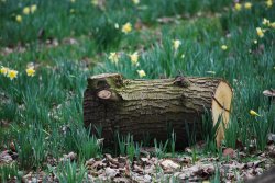 Spring is here Wallpaper