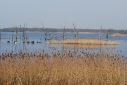Shapwick Heath Nature Reserve Wallpaper