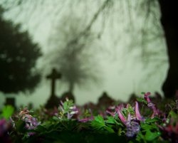 In the shadows Wallpaper