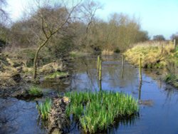The stagnant pond at Denaby Ings Wallpaper