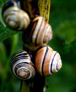 Just a few snails