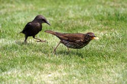 The chase is on. Wallpaper