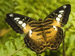 A Golden Beauty Wallpaper