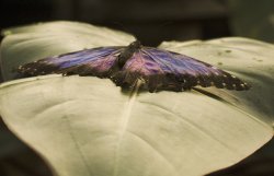 A Beauty dying Wallpaper