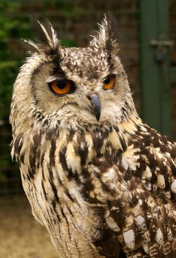 Owl