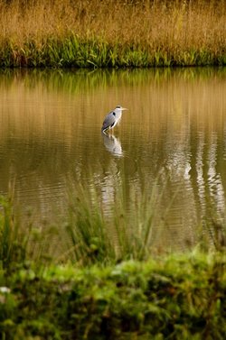 Heron (portrait) - Dinton Pastures