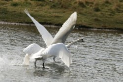 Mute Swan? Wallpaper