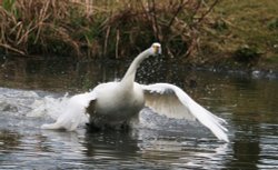 Bewick's Swan. Wallpaper