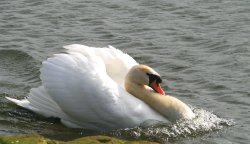 Mute Swan. Wallpaper
